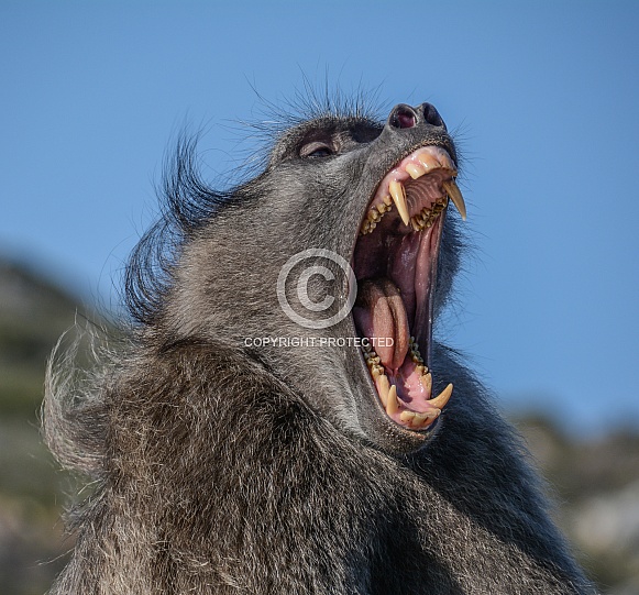 Chacma Baboon yawning Chacma Baboon yawning