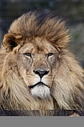 African Lion