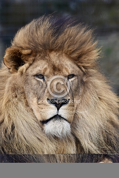 African Lion