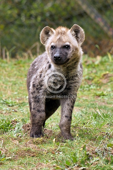 Spotted Hyena