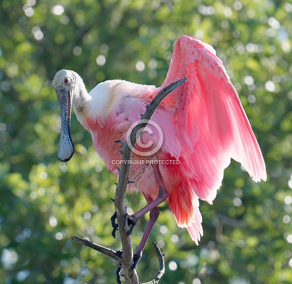 Roseate Spoonbill