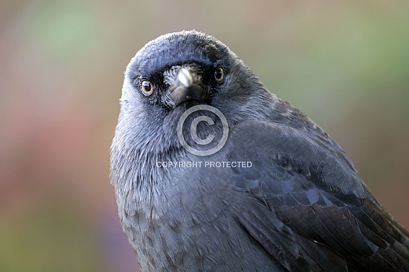Jackdaw (Coloeus monedula) Jackdaw (Coloeus monedula)
