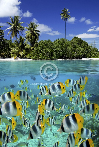 Fish on a reef - tropical lagoon - South Pacific