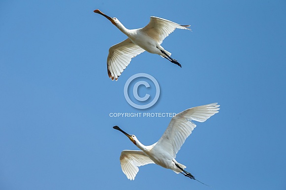 The Eurasian spoonbill