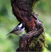 Coal tit