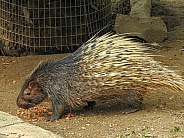 Malayan Porcupine