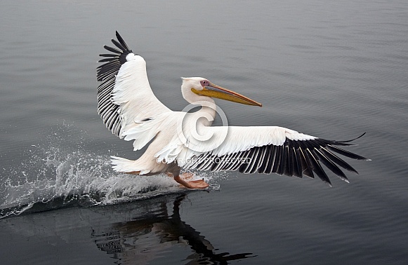 Great White Pelican - Namibia