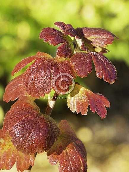 The Red Currant Bush Leaves in the Fall