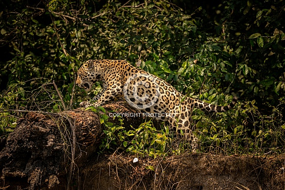 American jaguar in the nature habitat