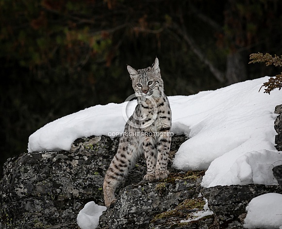 Bobcat Kitten