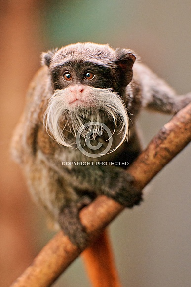 Emperor Tamarin