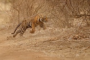 Beautiful tiger in the nature habitat. Tiger pose in amazing light. Wildlife scene with wild animal. Indian wildlife. Indian tiger. Panthera tigris tigris.