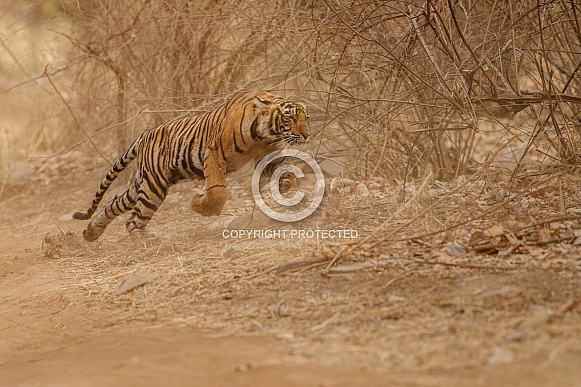 Beautiful tiger in the nature habitat. Tiger pose in amazing light. Wildlife scene with wild animal. Indian wildlife. Indian tiger. Panthera tigris tigris.