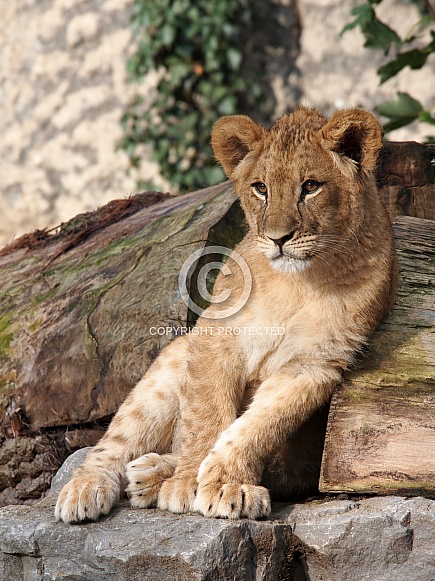 Lion (Panthera Leo)
