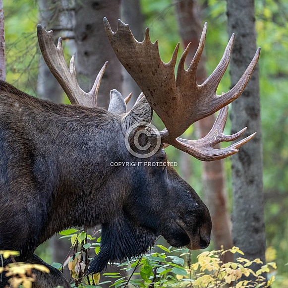 Close up profile of a large bull moose Close up profile of a large bull moose