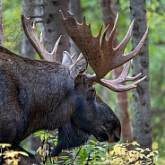 Close up profile of a large bull moose