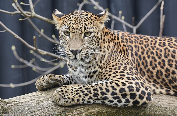 Sri Lanka Leopard