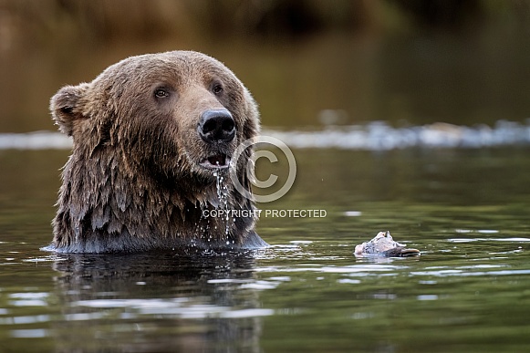 Kodiak bear fishing in Alaska