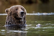 Kodiak bear fishing in Alaska