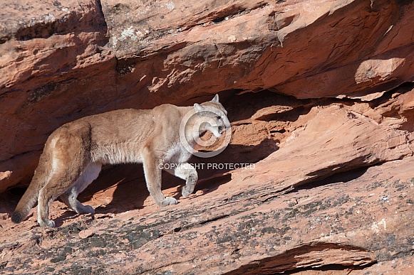 Mountain lion, cougar, puma concolor