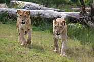 African lionesses