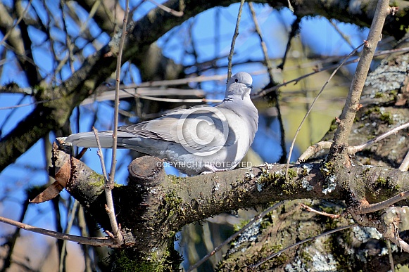 Mourning Dove Mourning Dove