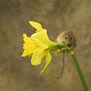 Harvest mouse and daffodil