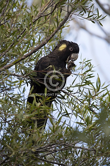 Yellow-Tailed Black Cockatoo (wild).