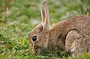 Wild Rabbit - Oryctolagus cuniculus