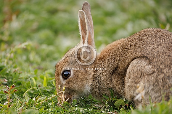 Wild Rabbit - Oryctolagus cuniculus