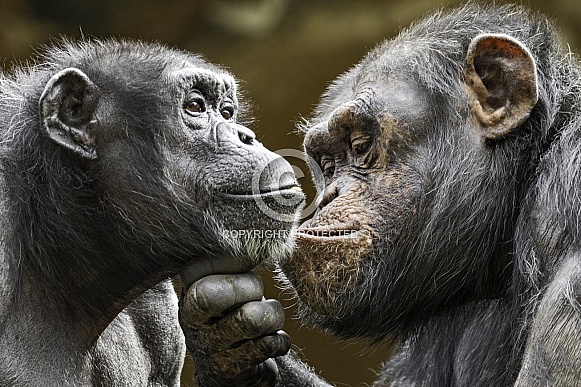 Chimpanzee's Grooming Each Other