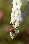 Honey bee (wild).