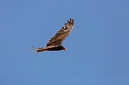 Cathartes aura, Turkey vulture