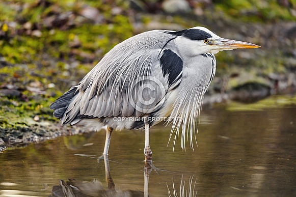 Grey Heron Grey Heron