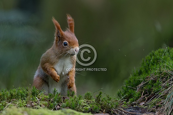 Red Squirrel in a forest Red Squirrel in a forest