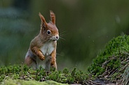 Red Squirrel in a forest