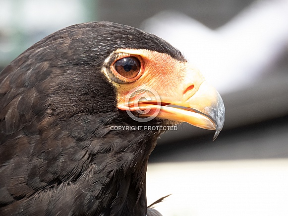 Bateleur Eagle Bateleur Eagle