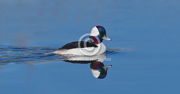 bufflehead drake duck (Bucephalus alveolar) swimming