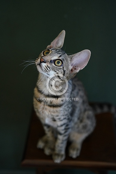 Savannah Cat