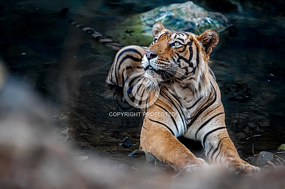 Beautiful tiger in the nature habitat. Tiger pose in amazing light. Wildlife scene with wild animal. Indian wildlife. Indian tiger. Panthera tigris tigris.