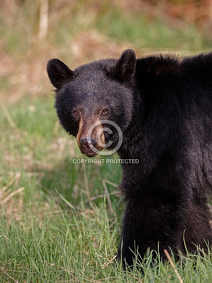 Black Bear and cubs