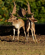 Fallow Deer