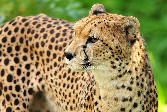 Cheetah Cheetah