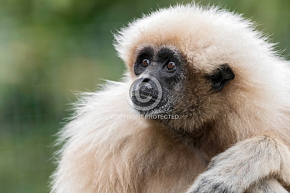 Lar Gibbon Looking Up