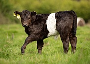 Young Belted Galloway