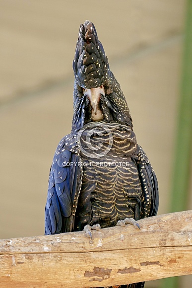 Red-tailed black cockatoo Red-tailed black cockatoo