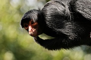 The red-faced spider monkey (Ateles paniscus) also known as the Guiana spider monkey or red-faced black spider monkey
