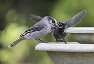 Begging Fledgling and Adult Gray Jay or Canada Jay