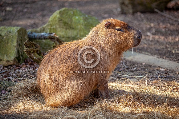 Capybara Capybara