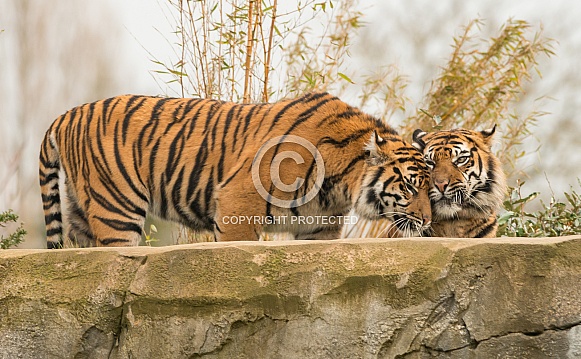 Sumatran Tiger Sumatran Tiger